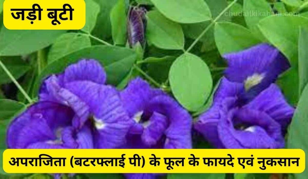 जड़ी बूटी: अपराजिता (बटरफ्लाई पी) के फूल के फायदे एवं नुकसान