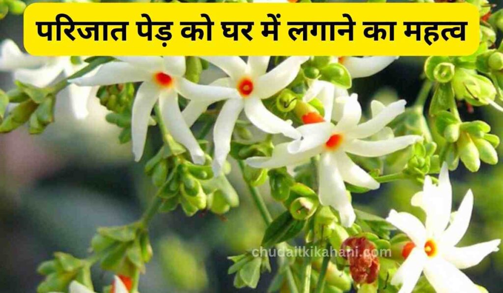 परिजात पेड़ को घर में लगाने का महत्व: घर में बसती हैं देवी लक्ष्मी, पारिजात भगवान विष्णु का पौधा है
